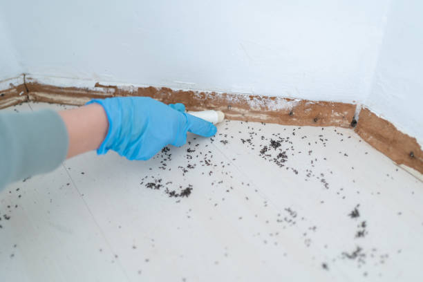 Best Pest Prevention Services  in West Ack, NY